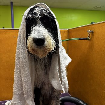 Bark If You're Dirty - Bailey loving her spa day! - Pet Groomers Near Me - Scottsdale, Arizona Bark If You're Dirty - Bailey loving her spa day! - Pet Groomers Near Me - Scottsdale, Arizona