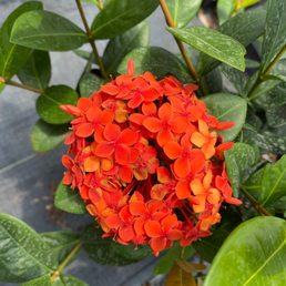All kinds of beautiful plants to choose from