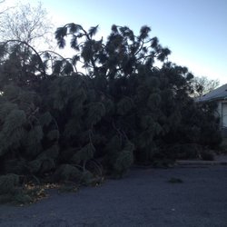 Mcelfish Tree Care - 80+ foot tall bull pine that uprooted in 11/2015 windstorm
