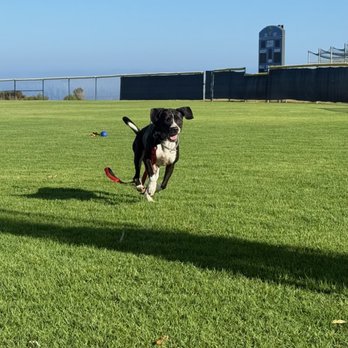 Rosewood K-9 - Maggy running free in park - Pet Training Near Me Rosewood K-9 - Maggy running free in park - Pet Training Near Me