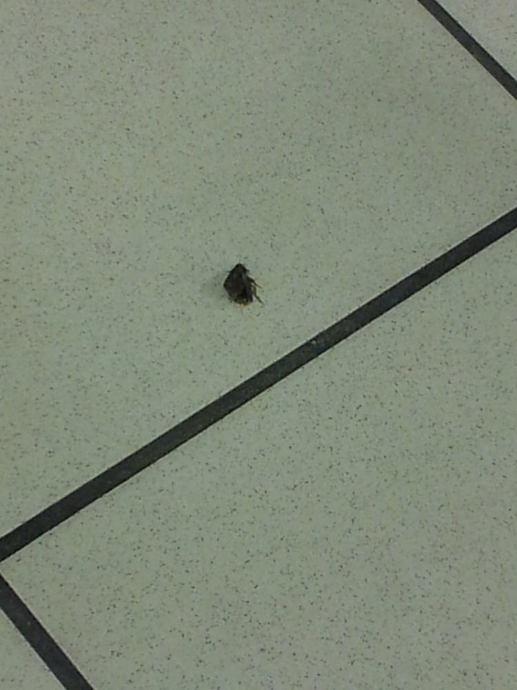 KING LAUNDROMAT Updated August 2024 7101 Martin Luther King Jr Hwy