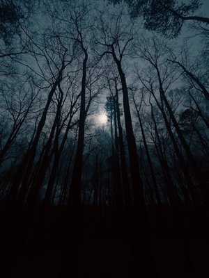 Cascade Springs Nature Preserve by null