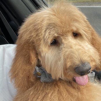 Ikadoodles - My puppy after picking her up!! - Pet Breeders Near Me - Oakdale, California