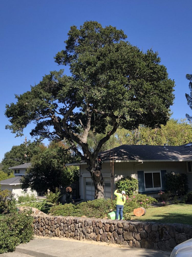 Jorge's Tree Service - tree service in San Rafael, CA