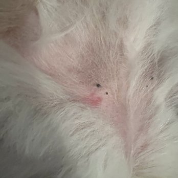 Pawsitively Perfect - Scratch from grooming!!! Terrible - Pet Groomers Near Me - Lemon Grove, California Pawsitively Perfect - Scratch from grooming!!! Terrible - Pet Groomers Near Me - Lemon Grove, California