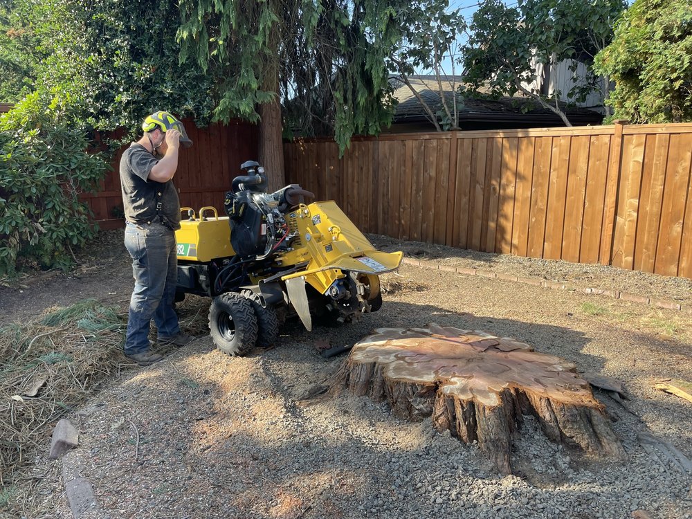 Lutz Tree Service - tree service in Eugene, OR