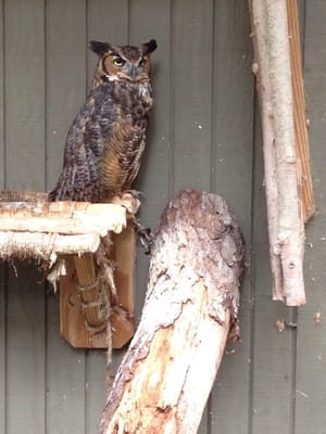 Ohio Bird Sanctuary by null