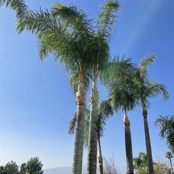 Ed's Tree Service - Tree Services Near Me