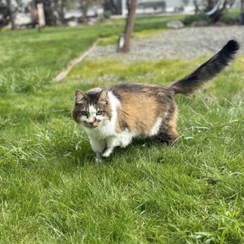 Pawprints In Home Pet Euthanasia - Veterinarians Near Me