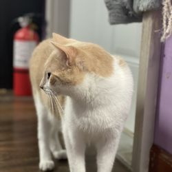 Kzoo Cat Cafe