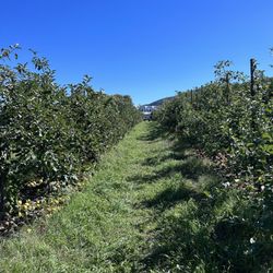 Buffalo Trail Orchard