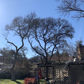 Leo Tree Care - Tree Services Near Me
