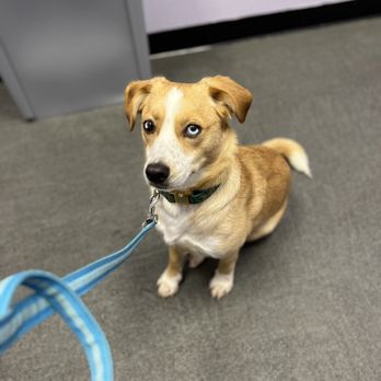 SoCal Pet Hospital - Apollo isn't too sure about Vets... but the staff and doctor are great with him! - Veterinarians Near Me - Murrieta, California SoCal Pet Hospital - Apollo isn't too sure about Vets... but the staff and doctor are great with him! - Veterinarians Near Me - Murrieta, California