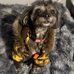 Lotus K9 Academy