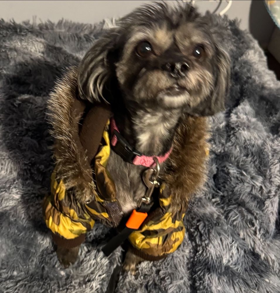 Lotus K9 Academy