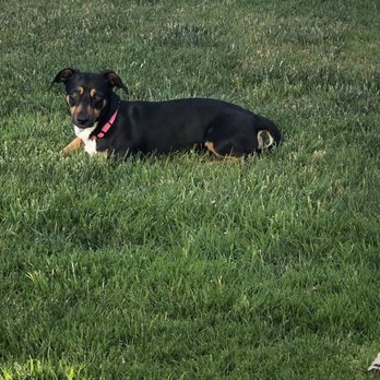 Paw Works - Pet Adoption Near Me - Thousand Oaks, California Paw Works - Pet Adoption Near Me - Thousand Oaks, California
