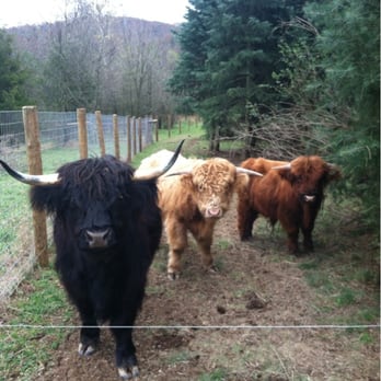 Reinhart's Yule Tree Farm - Highland cattle in pasture nearby. - Nurseries & Gardening Near Me - Bernville, Pennsylvania Reinhart's Yule Tree Farm - Highland cattle in pasture nearby. - Nurseries & Gardening Near Me - Bernville, Pennsylvania