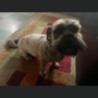 Photo of 1 Pampered Pooch