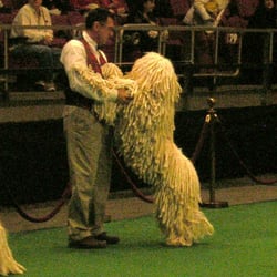 Angel Paws Pet Parlor & Supplies - Angel Paws Client "Yoshi" a Komondor being shown at Westminster 2011