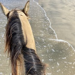 Blanco Brothers Ranch - Lobo in ocean