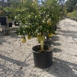 Jupiter Farms Nursery - Lemon Tree