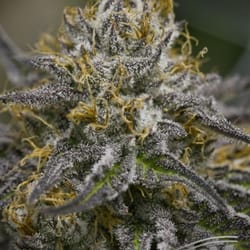 Roots Rx - Basalt