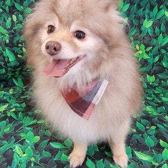 Spiffy Mobile Grooming - Pet Groomers Near Me Spiffy Mobile Grooming - Pet Groomers Near Me