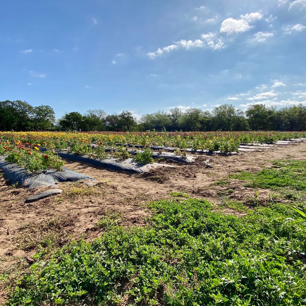 Sweet Berry Farm - You pick flower field - Attraction Farms Near Me - Marble Falls, Texas