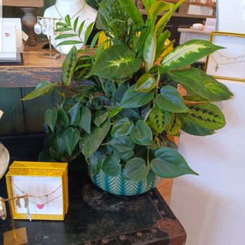 Petalz By Annie - Petalz Plant Arrangement - Florists Near Me - Livingston, Texas Petalz By Annie - Petalz Plant Arrangement - Florists Near Me - Livingston, Texas