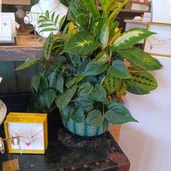 Petalz By Annie - Petalz Plant Arrangement