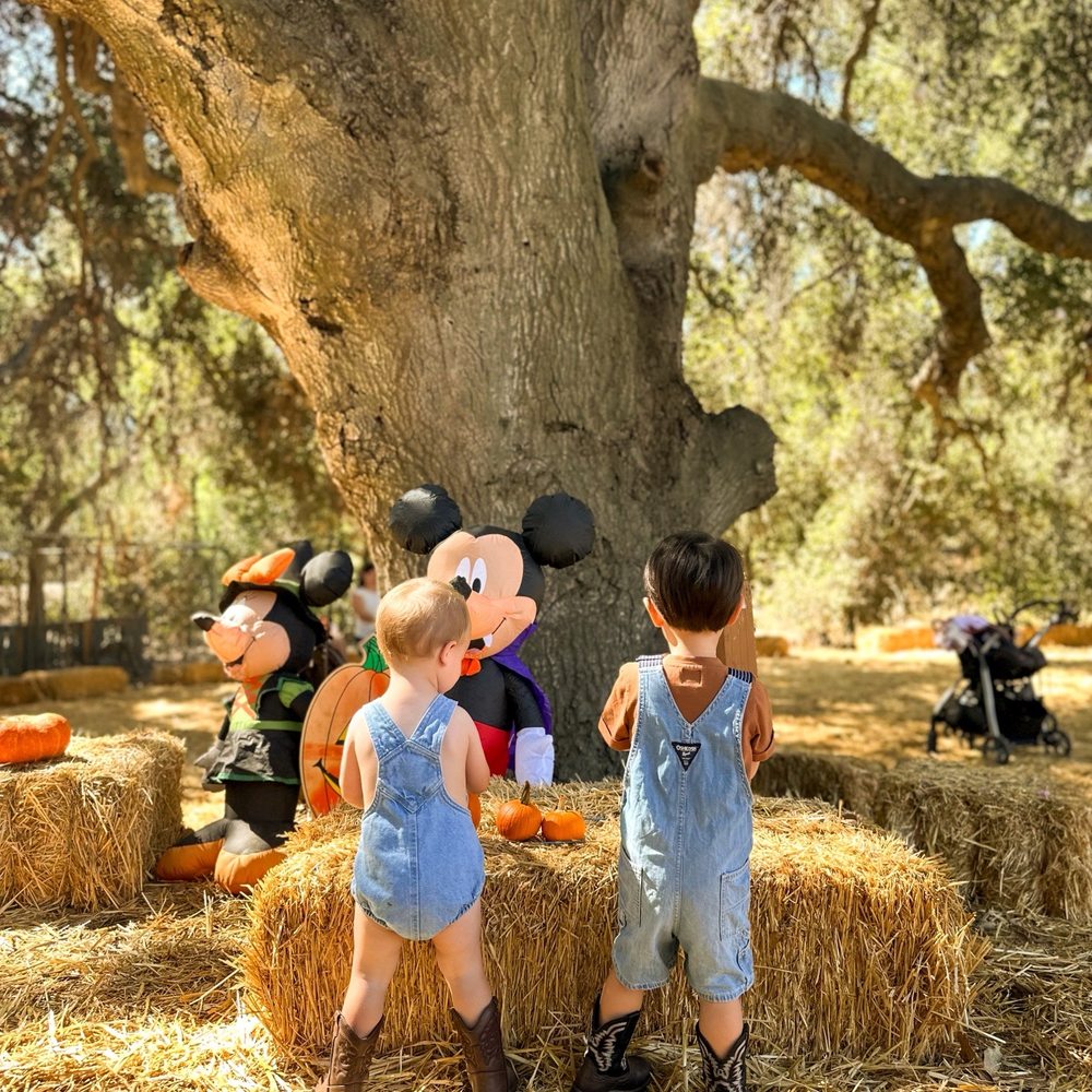 The Wickerd Farm - Christmas Trees Near Me - Menifee, California The Wickerd Farm - Christmas Trees Near Me - Menifee, California