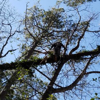 North Atlanta Tree Service - Atlanta Tree Removal by North Atlanta Tree Service - Tree Services Near Me North Atlanta Tree Service - Atlanta Tree Removal by North Atlanta Tree Service - Tree Services Near Me
