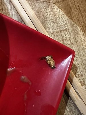 Ramen of York by null