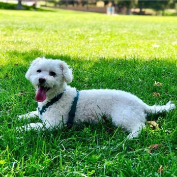 dr sharp pet hospital