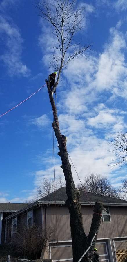 Perez Landscape and Trees - tree service in Kansas City, MO