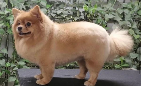 LUCKY MOBILE PET SPA - Updated October 2026 - 31 Photos - Pet Groomers ...