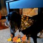 Elevated Pet Grooming