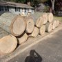 Photo of Tree Wise Guys