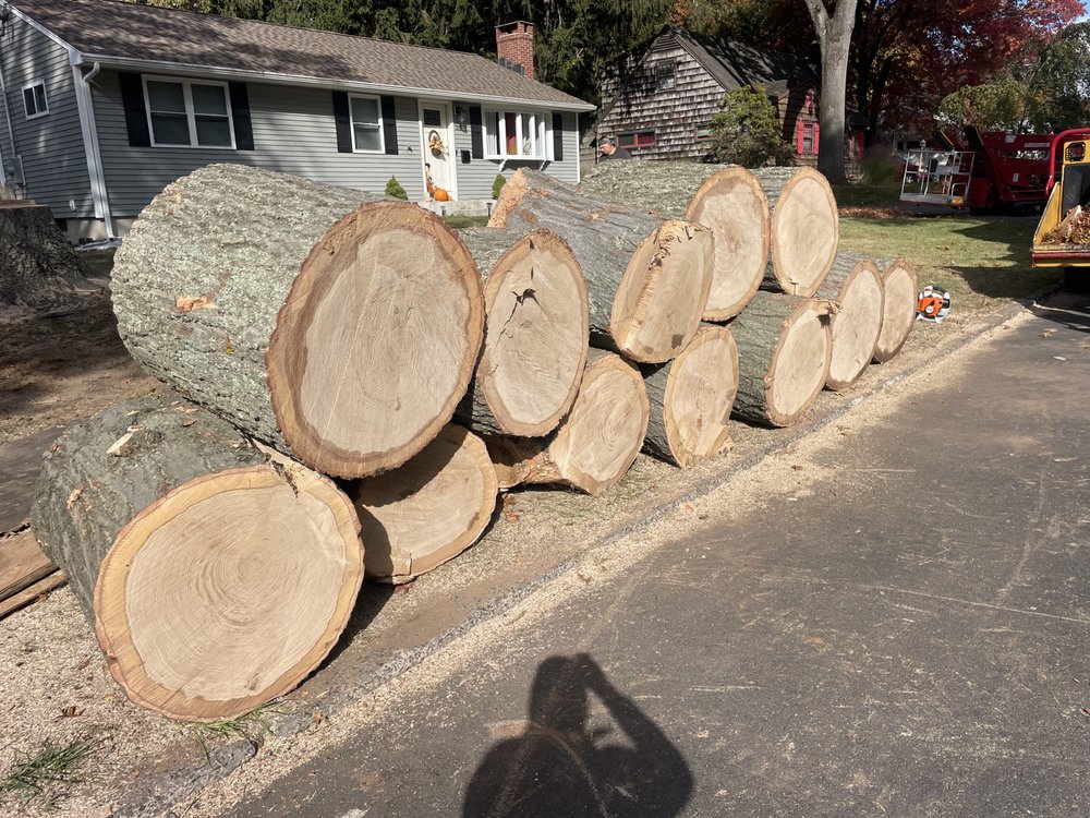 Tree Wise Guys - tree service in New Britain, CT