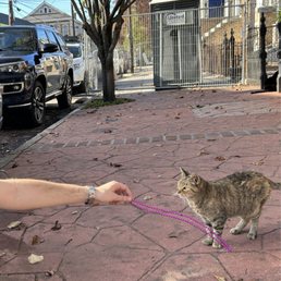 Stray cat! Stray cat!