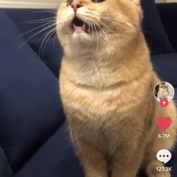 Christy's Grooming - How I wanted them to cut my cats hair. - Pet Groomers Near Me - Tulare, California