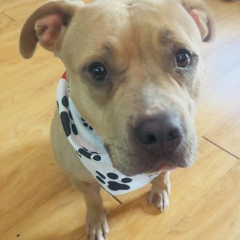 Dash Pet Pawlor - Pet Groomers Near Me - Pico Rivera, California