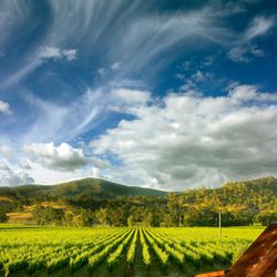 Peju Winery - Persephone Estate Vineyard