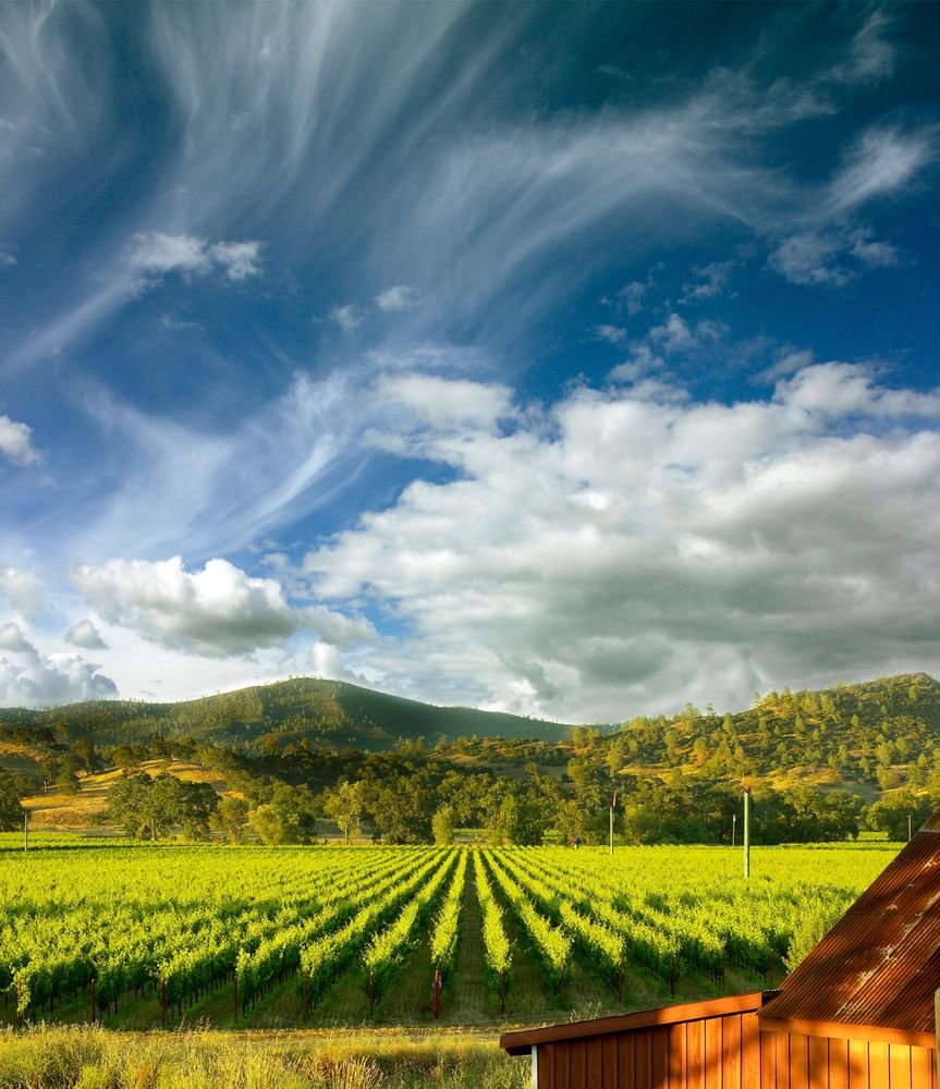 Peju Winery
