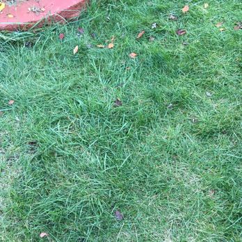 TruGreen Lawn Care - Crab grass that they spray for... - Tree Services Near Me - Plainfield, Illinois TruGreen Lawn Care - Crab grass that they spray for... - Tree Services Near Me - Plainfield, Illinois