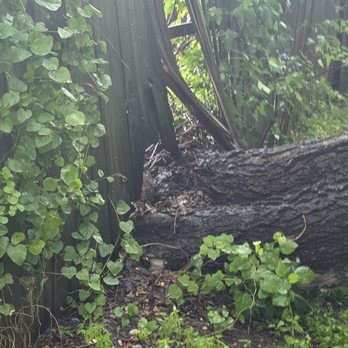 Mesquite Tree Service - Fallen tree. - Tree Services Near Me Mesquite Tree Service - Fallen tree. - Tree Services Near Me