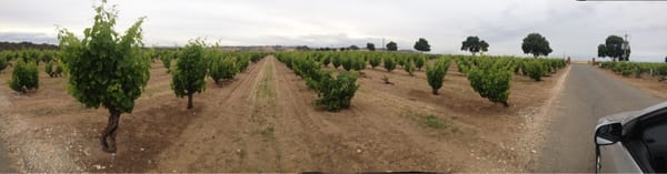 Turkey Flat Vineyards by null