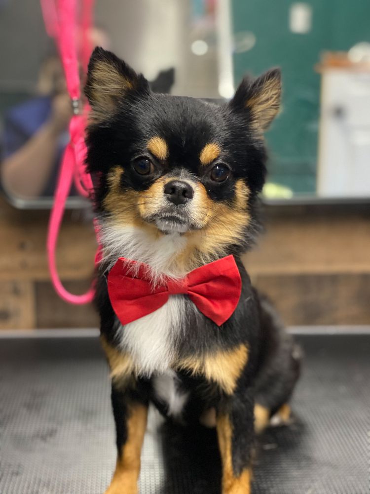 SUDS IN THE BUCKET DOG GROOMING & SPA Updated October 2024 528 E