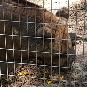 Noah's Ark Animal Sanctuary - Animal Shelters Near Me - Locust Grove, Georgia