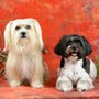 Photo of Hundesalon Susi